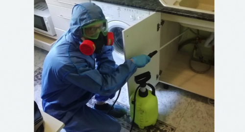 Уничтожение муравьев в квартире. Севск