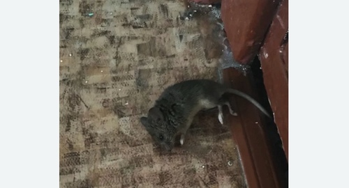 Дезинфекция от мышей в Севске