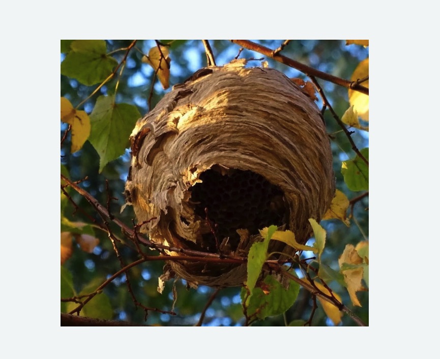 Обработка от шершней в Севске