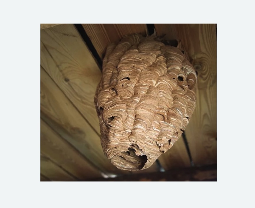 обработка от шершней в Севске