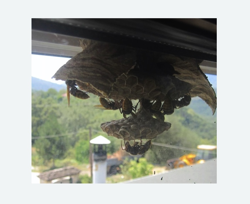 Уничтожение гнёзд шершней в Севске