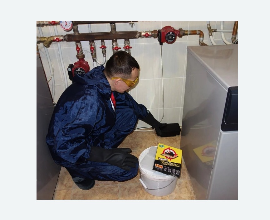 Уничтожение крыс в Севске