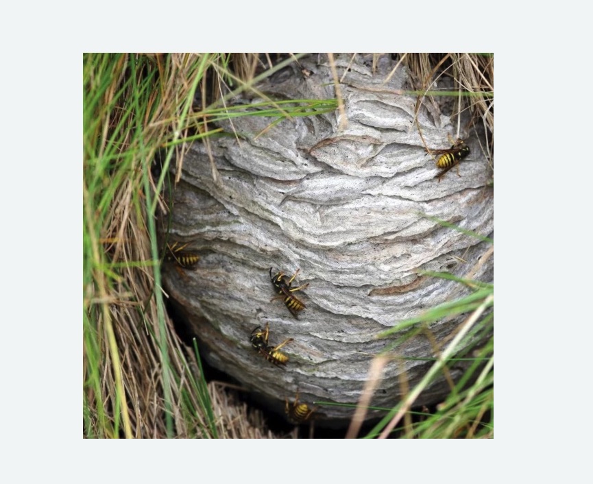 Уничтожение ос и ульев Уничтожение ос и ульев в Севске